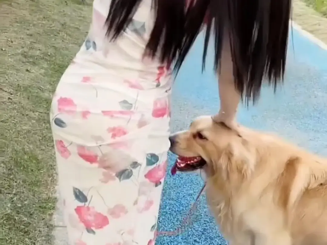 抖音香香公主与爱犬金毛科普视频完整版免费在线观看-香香公主直播回放网盘资源领取-高清无删减观看
